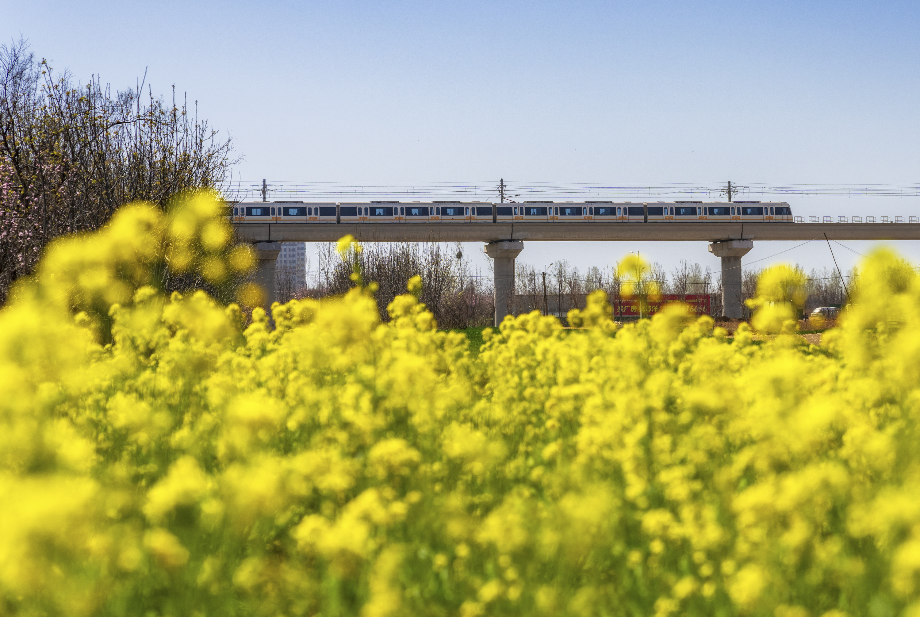 鄭州地鐵城郊線華南城段，一列地鐵列車穿行在油菜花海之中。2.jpg